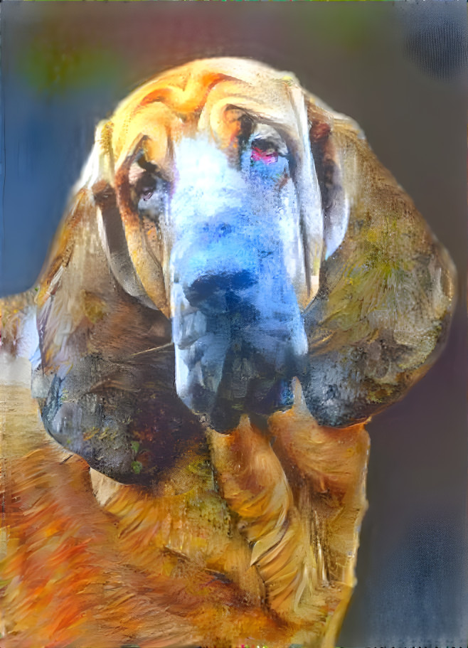 My bloodhound boy BERTIE