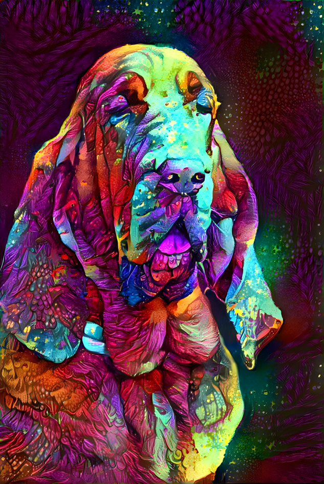 My bloodhound girl KLARA