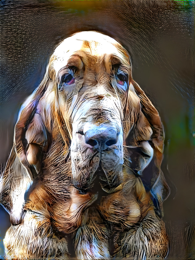 My bloodhound girl KLARA