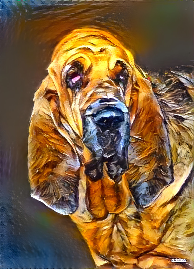 My bloodhound girl Syrenka