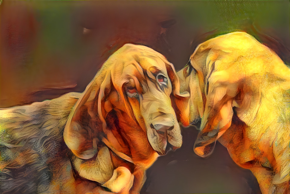 My bloodhound babies: Norek & KLara