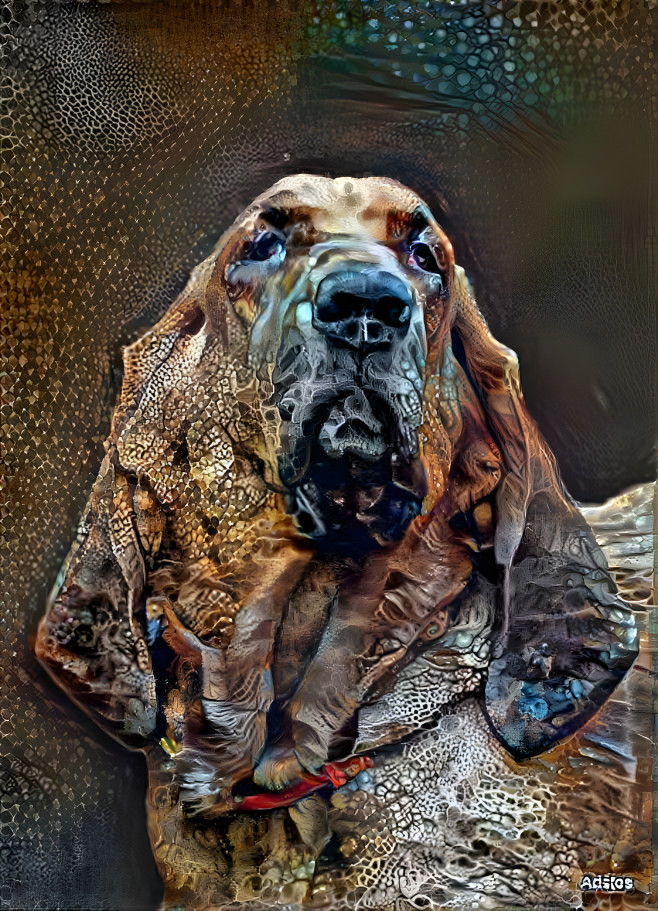 My bloodhound boy RUDI