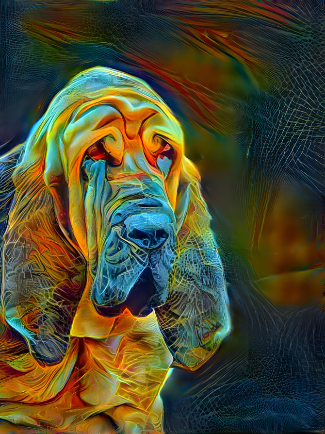 My bloodhound boy Peppino