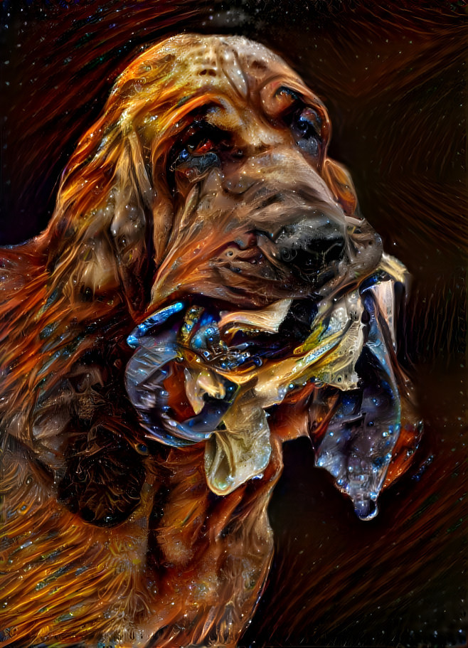 My bloodhound boy RUDI