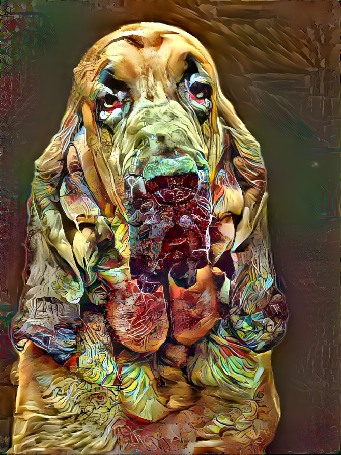 My bloodhound boy BERTIE