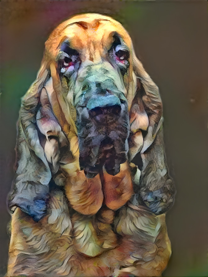 My bloodhound boy BERTIE