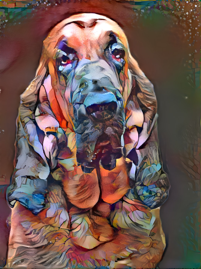 My bloodhound boy BERTIE