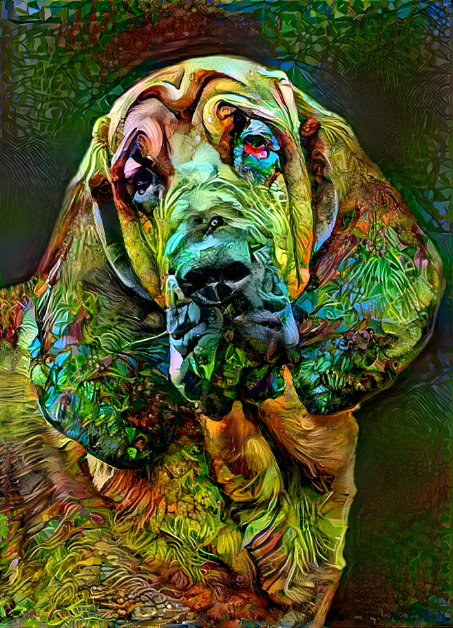 My bloodhound boy BERTIE