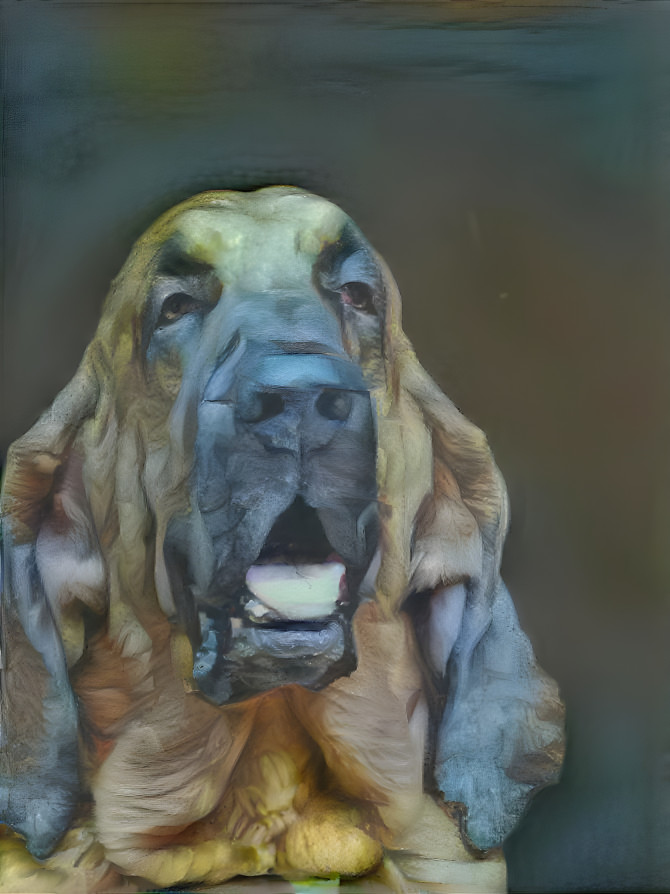 My bloodhound boy Bertie