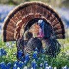 Colorful peacock with floral plumage on green field and blue sky