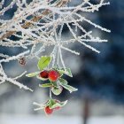 Festive winter scene: Icy holly branches and red berries in snow.