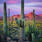 Colorful Twilight Desert Landscape with Tall Cacti