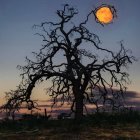 Surreal painting of twisted tree, full moon, planet, starlit sky, sunset to night