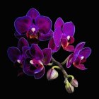 Detailed digital illustration of vibrant purple orchids on a dark background