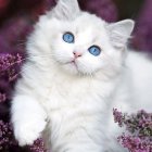 Fluffy white cat with turquoise eyes amidst purple flowers and fantasy plants