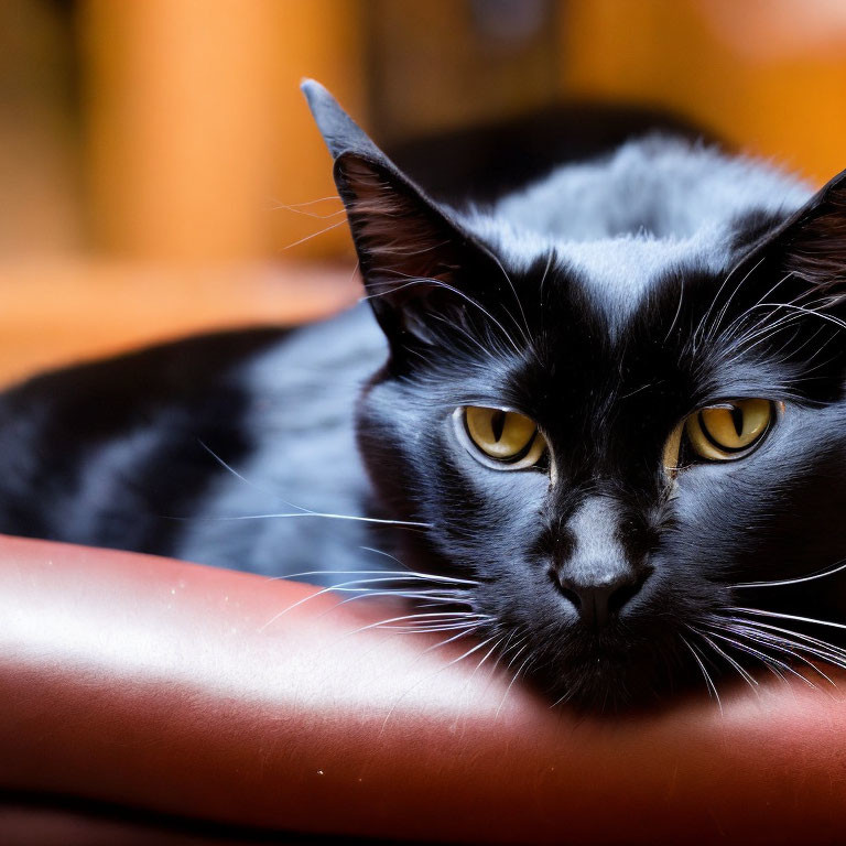 Black Cat with Striking Yellow Eyes Resting on Red Surface