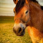 Realistic chestnut horse painting in pastoral setting