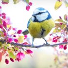 Vibrant bird illustration on blossoming branch with colorful flowers