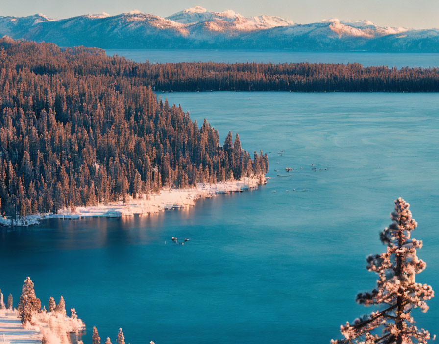 Frozen Lake and Snow-Dusted Pine Trees in Winter Landscape