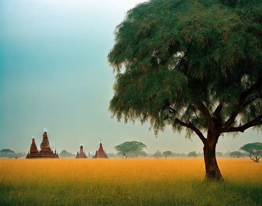 Lone tree in golden grass field with ancient pagodas in misty background