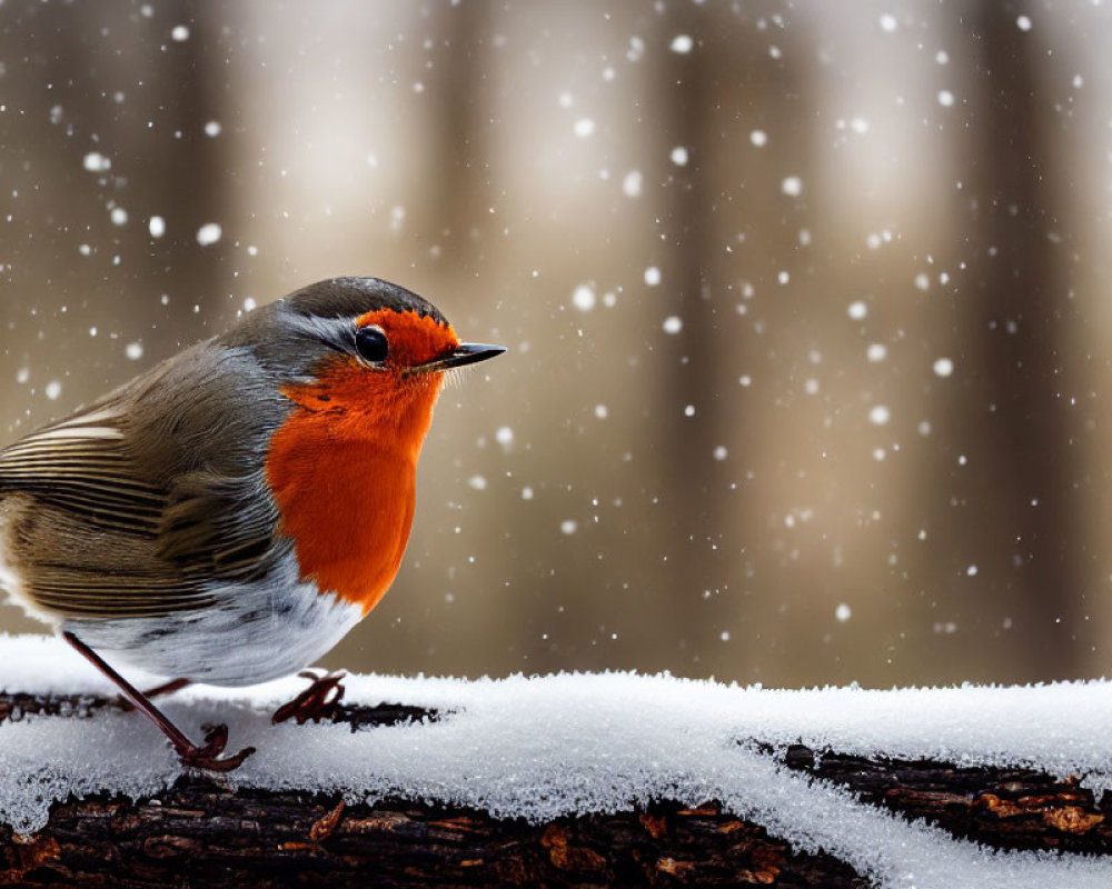 Colorful robin perched on snowy branch in winter woods.