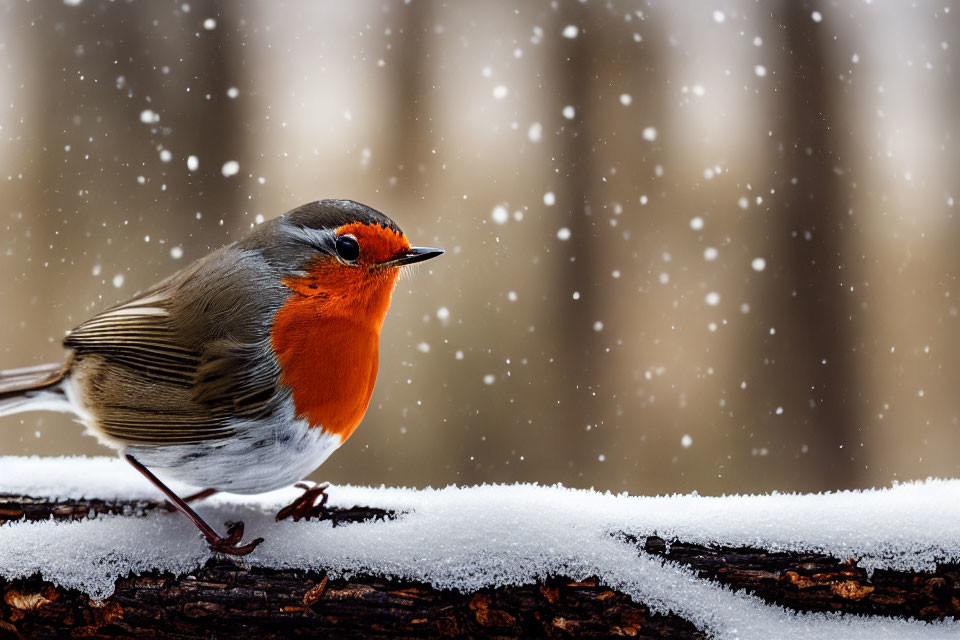 Colorful robin perched on snowy branch in winter woods.