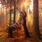 Mysterious Forest Scene with Ancient Trees and Intertwined Roots