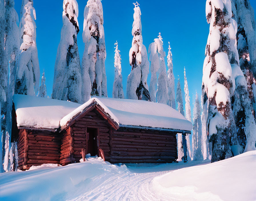 Snow-covered cabin nestled among snow-draped trees under blue sky