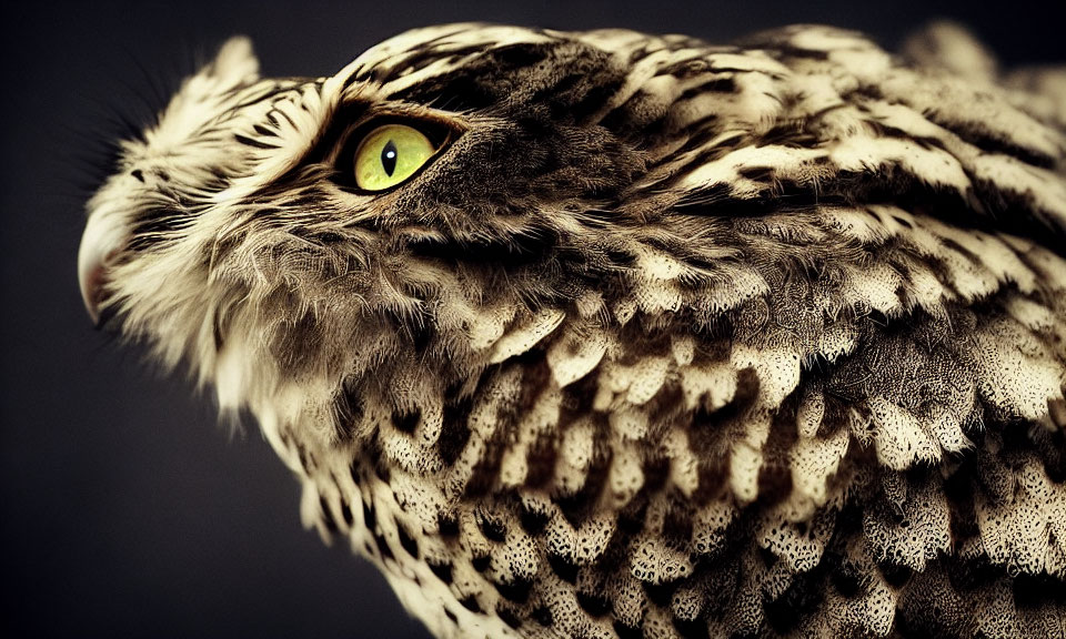 Speckled Owl with Yellow Eye and Detailed Feather Pattern