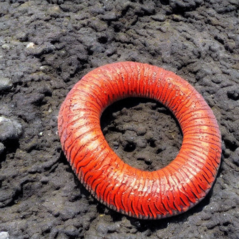 Circular red grooved object on rough gray surface