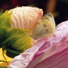 Patterned Butterfly Resting on Pink Flower Stamen Amid Vibrant Sunlit Flora