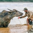 Man in explorer attire feeds fantastical sea shell adorned creature by water