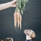 Person's Hand Holding Carrots Above Cat and Dog Looking Up