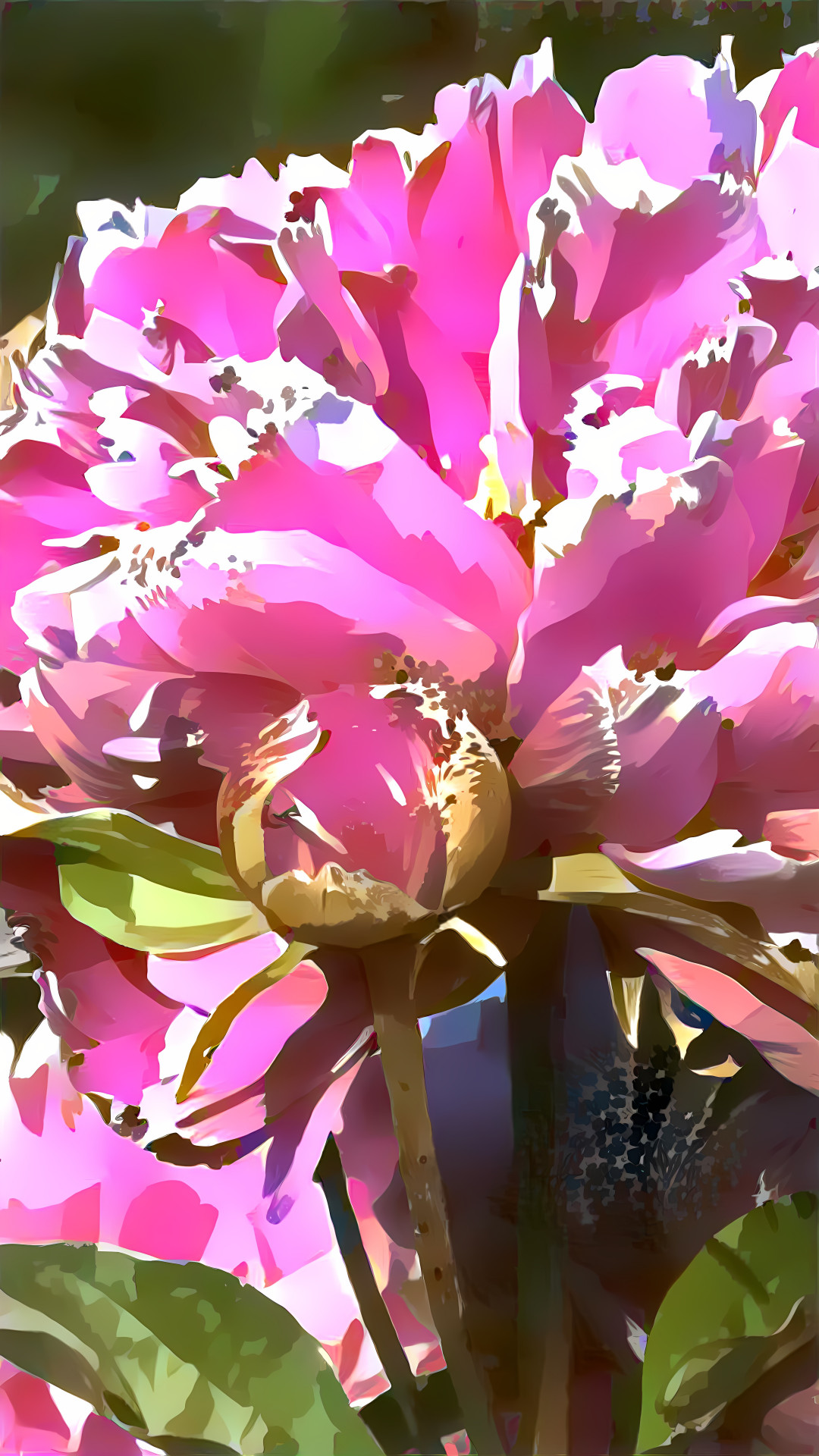 Peony bloom and bud