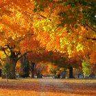 Scenic autumn pathway with vibrant trees and soft sunlight