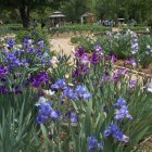 Vibrant garden scene with purple irises and colorful flowers