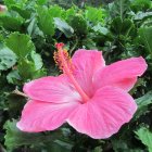 Vibrant Pink Hibiscus with Red Stamen Among Green Leaves