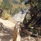 Surreal ancient tree illustration in rocky terrain