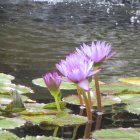 Purple Water Lilies Blooming on Tranquil Pond