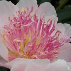 Detailed Close-Up of Lush Pink Peony and Dark Green Leaves