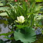 Tranquil Pond Scene with Green Lily Pads and Blooming Water Lily