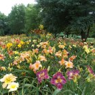 Colorful garden painting with yellow, red, and pink flowers in lush setting