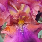 Detailed close-up of vibrant purple and pink flower with yellow stamen