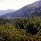 Majestic forest landscape with towering cliff and misty hills