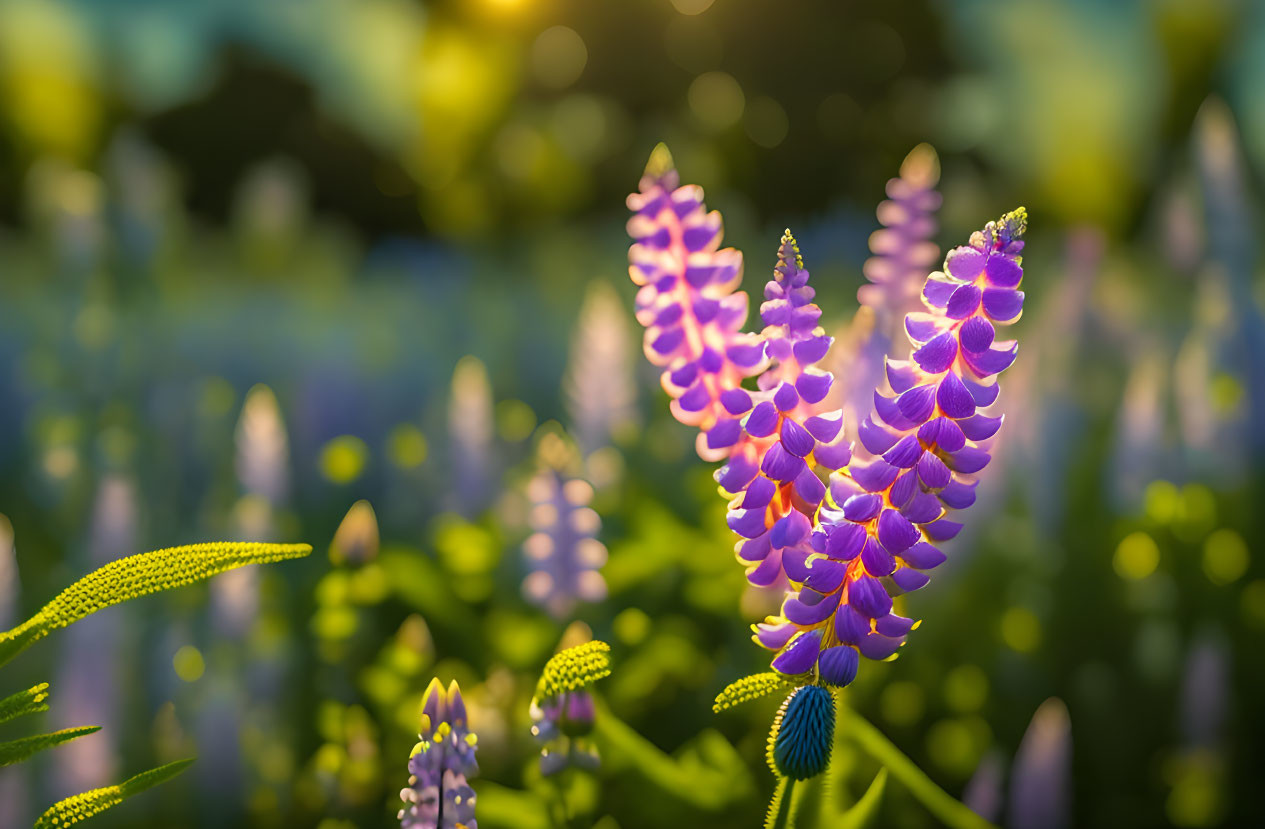 Vibrant purple lupine flowers against green foliage and sunlight