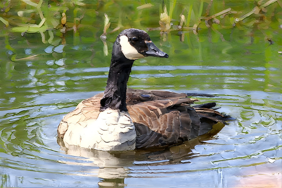 Canadian Goose