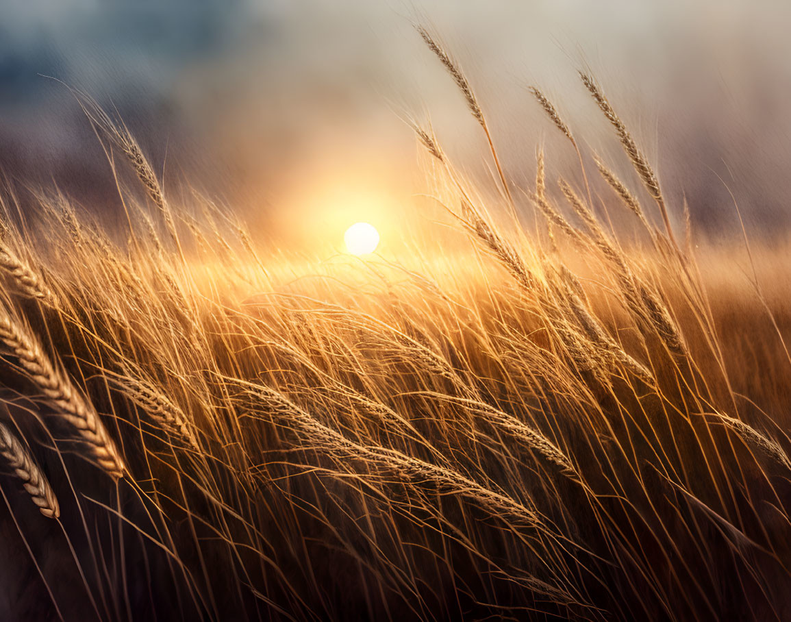 Sunset over Golden Wheat Field with Sun Peeking Through Stalks