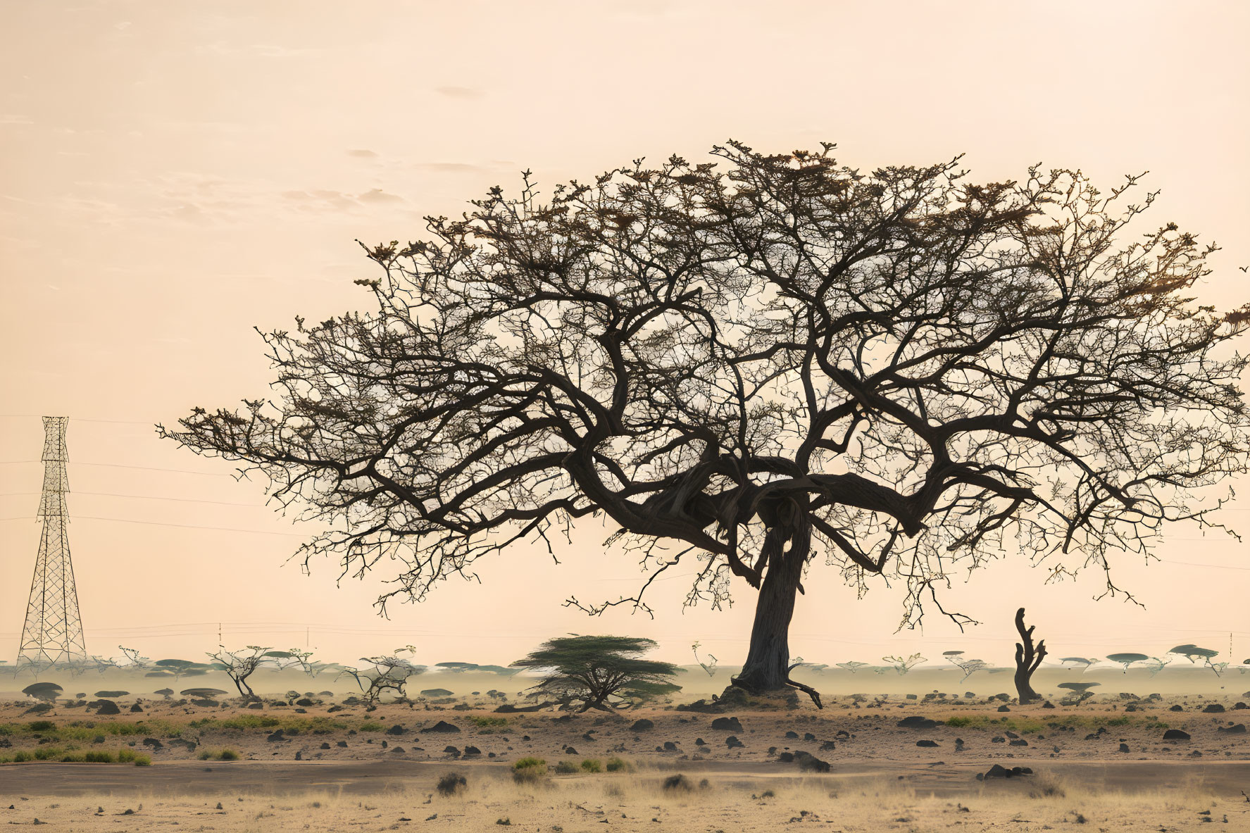 Majestic baobab tree in savannah landscape with distant pylon