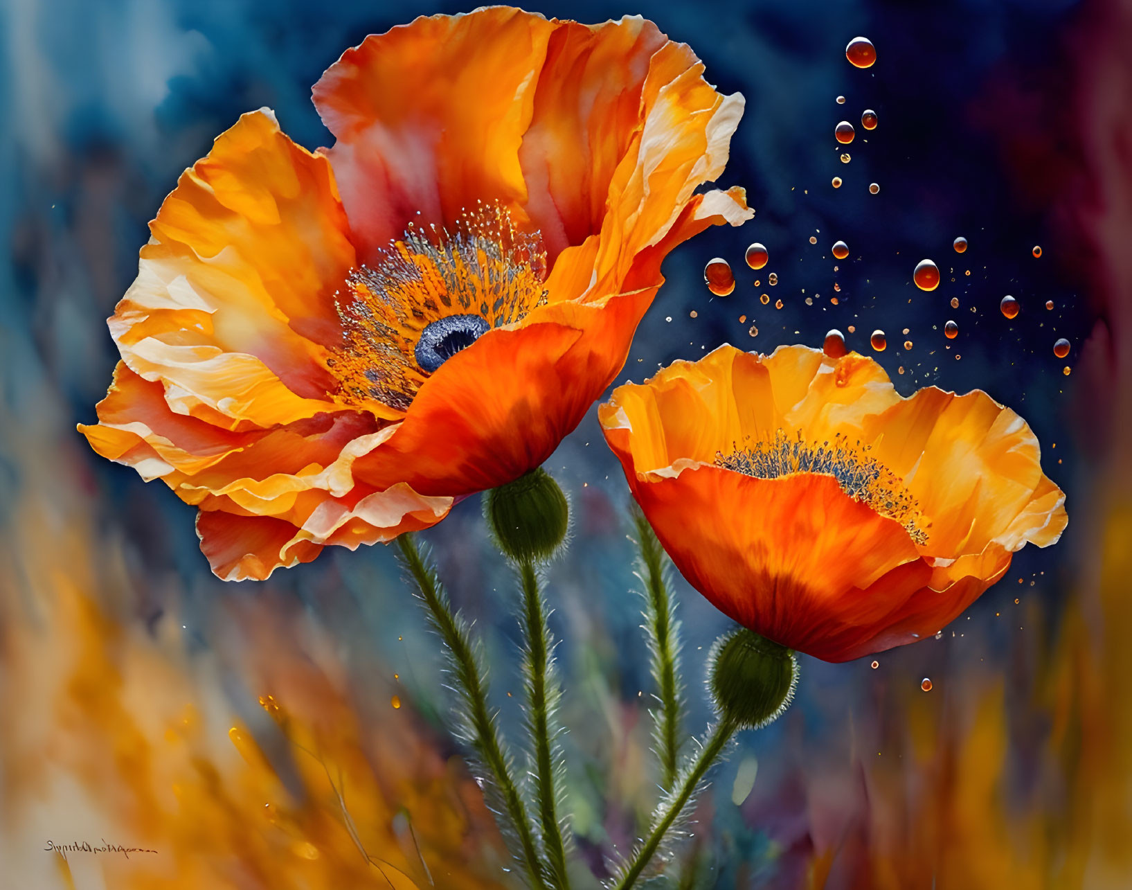 Vibrant orange poppies with detailed stamens on blurred blue and yellow background.