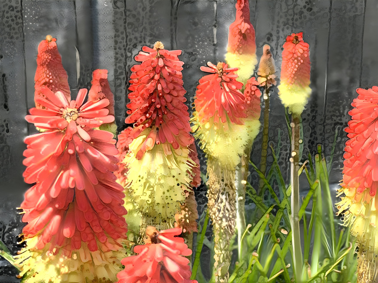 Kniphofia Uvaria